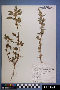 Amaranthus retroflexus image